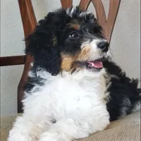 Finley, a male Springer Doodle for sale in Commerce, TX – Photo 10 of 10
