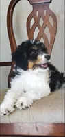 Finley, a male Springer Doodle for sale in Commerce, TX – Photo 10 of 10