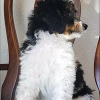 Finley, a male Springer Doodle for sale in Commerce, TX – Photo 3 of 10