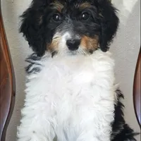 Finley, a male Springer Doodle for sale in Commerce, TX – Photo 6 of 10