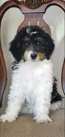 Finley, a male Springer Doodle for sale in Commerce, TX – Photo 6 of 10