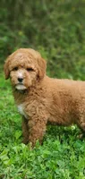 Mia, a female Miniature Goldendoodle for sale in Commerce, TX – 4 of 9