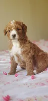 Muffin , a female Miniature Goldendoodle for sale in Commerce, TX – Photo 9 of 10
