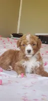 Muffin , a female Miniature Goldendoodle for sale in Commerce, TX – Photo 2 of 10