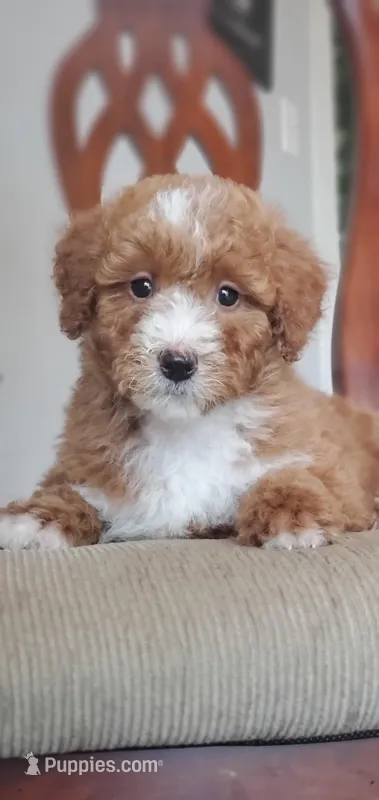 Muffin  – Miniature Goldendoodle puppy for sale in Commerce, TX