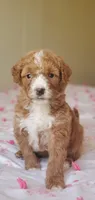 Muffin , a female Miniature Goldendoodle for sale in Commerce, TX – Photo 10 of 10