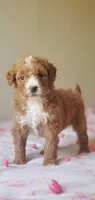 Muffin , a female Miniature Goldendoodle for sale in Commerce, TX – Photo 6 of 10