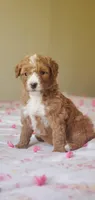 Muffin , a female Miniature Goldendoodle for sale in Commerce, TX – Photo 8 of 10