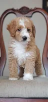 Sunny, a male Miniature Goldendoodle for sale in Commerce, TX – Photo 5 of 7