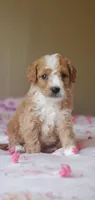 Sunny, a male Miniature Goldendoodle for sale in Commerce, TX – Photo 4 of 10