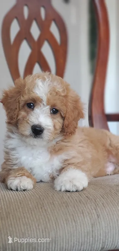 Sunny – Miniature Goldendoodle puppy for sale in Commerce, TX