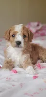 Sunny, a male Miniature Goldendoodle for sale in Commerce, TX – Photo 6 of 10