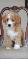 Sunny, a male Miniature Goldendoodle for sale in Commerce, TX – Photo 3 of 7