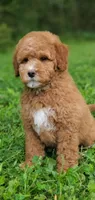 Mia, a female Miniature Goldendoodle for sale in Commerce, TX – 3 of 9