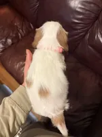 Teddy (Pink Male), a male Cavalier King Charles Spaniel for sale in Asheboro, NC – 2 of 4