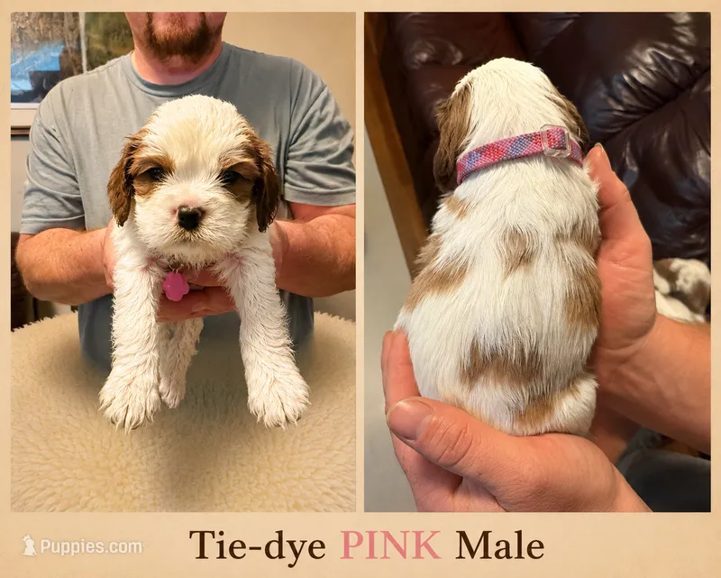 Tie-Dye Pink Male – Cavalier King Charles Spaniel puppy for sale in Asheboro, NC