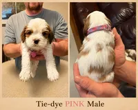 Tie-Dye Pink Male, a male Cavalier King Charles Spaniel for sale in Asheboro, NC – 1 of 4