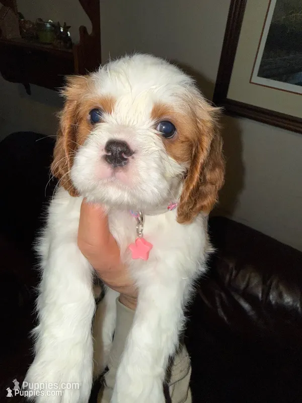 Archie (Tie-Dye Pink Male) – Cavalier King Charles Spaniel puppy for sale in Asheboro, NC