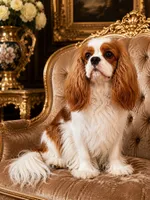 Peony & Louies Puppies, a male Cavalier King Charles Spaniel for sale in Asheboro, NC – 1 of 2