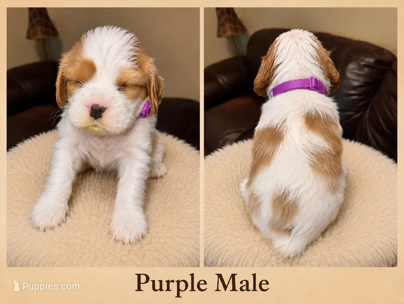 Purple Male – Cavalier King Charles Spaniel puppy for sale in Asheboro, NC