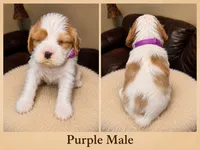 Purple Male, a male Cavalier King Charles Spaniel for sale in Asheboro, NC – 1 of 4
