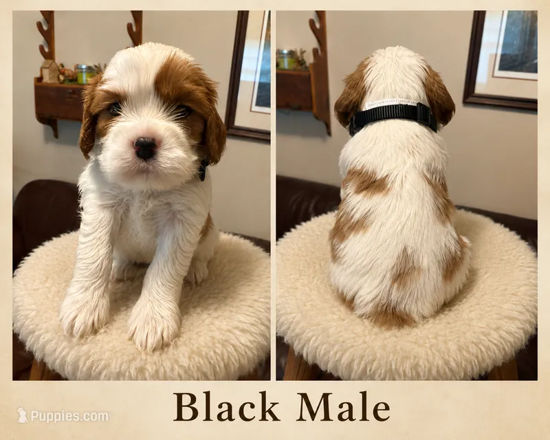 Black Male – Cavalier King Charles Spaniel puppy for sale in Asheboro, NC