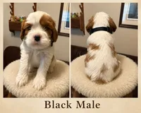 Black Male, a male Cavalier King Charles Spaniel for sale in Asheboro, NC – 1 of 4