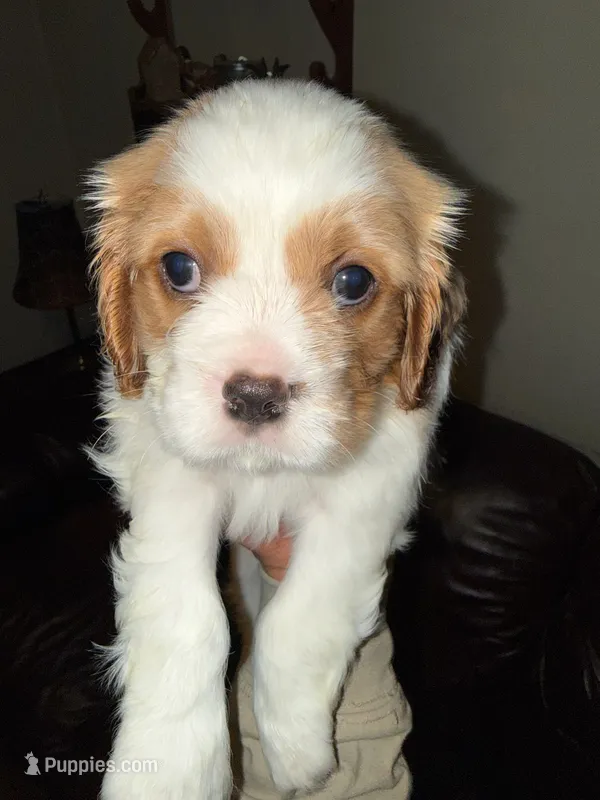 Watson (Blue Male) – Cavalier King Charles Spaniel puppy for sale in Asheboro, NC