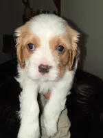 Watson (Blue Male), a male Cavalier King Charles Spaniel for sale in Asheboro, NC – 1 of 5
