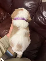 Cooper (Purple Male), a male Cavalier King Charles Spaniel for sale in Asheboro, NC – 2 of 4