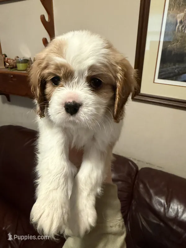 Cooper (Purple Male) – Cavalier King Charles Spaniel puppy for sale in Asheboro, NC