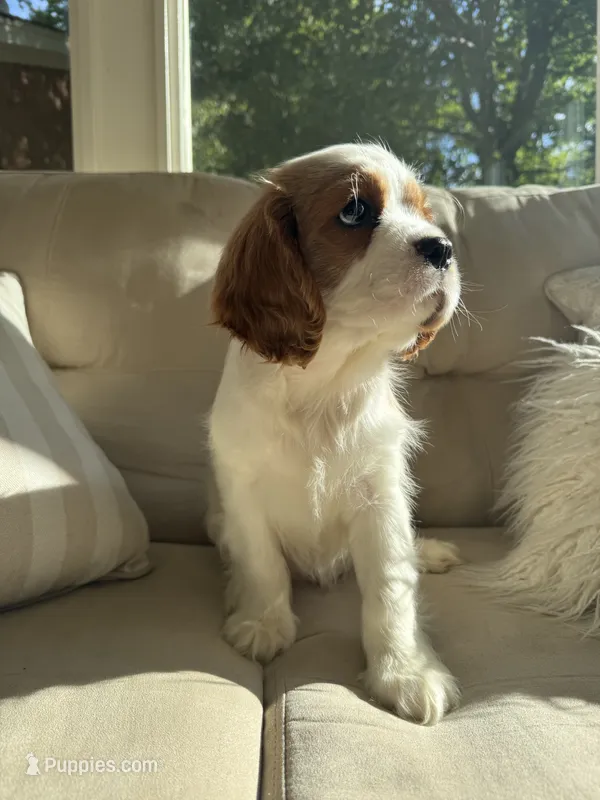 Watson (Blue Male) – Cavalier King Charles Spaniel puppy for sale in Asheboro, NC