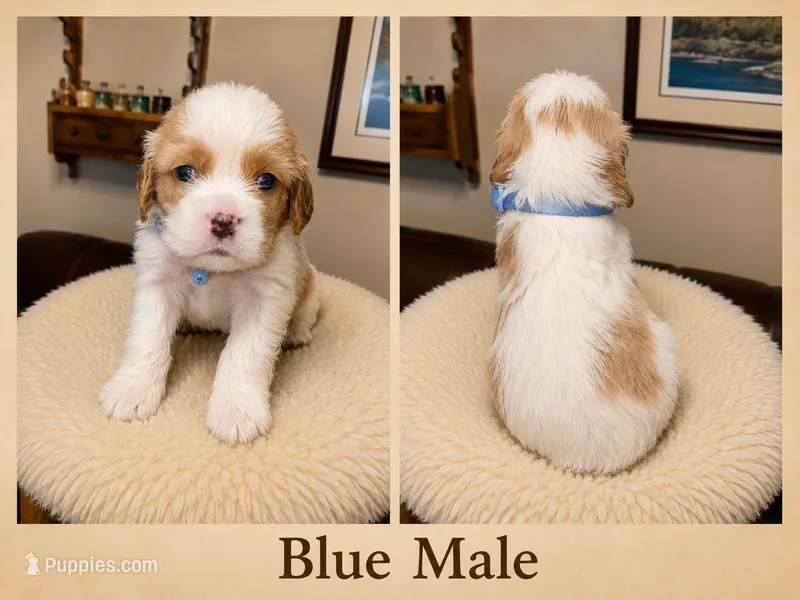 Blue Male – Cavalier King Charles Spaniel puppy for sale in Asheboro, NC