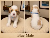 Blue Male, a male Cavalier King Charles Spaniel for sale in Asheboro, NC – 1 of 4
