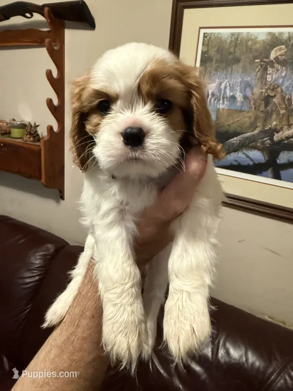 Herbie (Black Male) – Cavalier King Charles Spaniel puppy for sale in Asheboro, NC