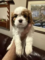Herbie (Black Male), a male Cavalier King Charles Spaniel for sale in Asheboro, NC – 1 of 4