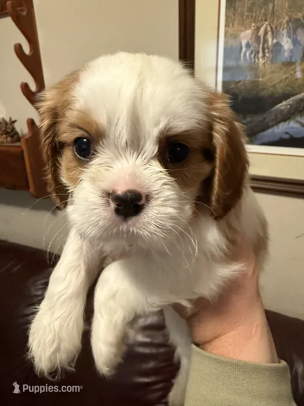 Teddy (Pink Male) – Cavalier King Charles Spaniel puppy for sale in Asheboro, NC