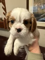 Teddy (Pink Male), a male Cavalier King Charles Spaniel for sale in Asheboro, NC – 1 of 4