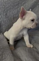 Pierre, a male French Bulldog for sale in El Dorado Hills, CA – 3 of 3