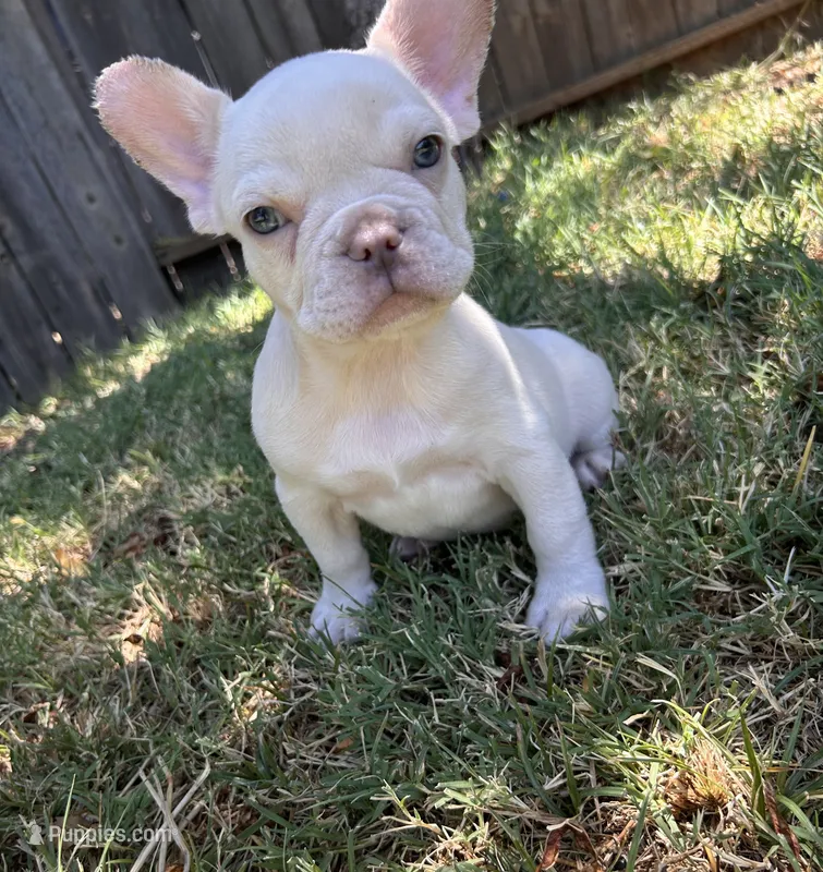 Pierre – French Bulldog puppy for sale in El Dorado Hills, CA