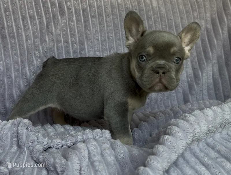 Baby archie – French Bulldog puppy for sale in El Dorado Hills, CA