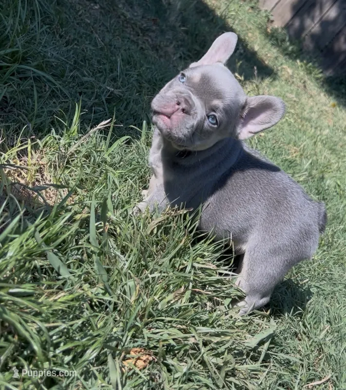 Baby archie – French Bulldog puppy for sale in El Dorado Hills, CA