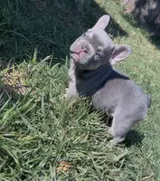 Baby archie, a male French Bulldog for sale in El Dorado Hills, CA – 4 of 4