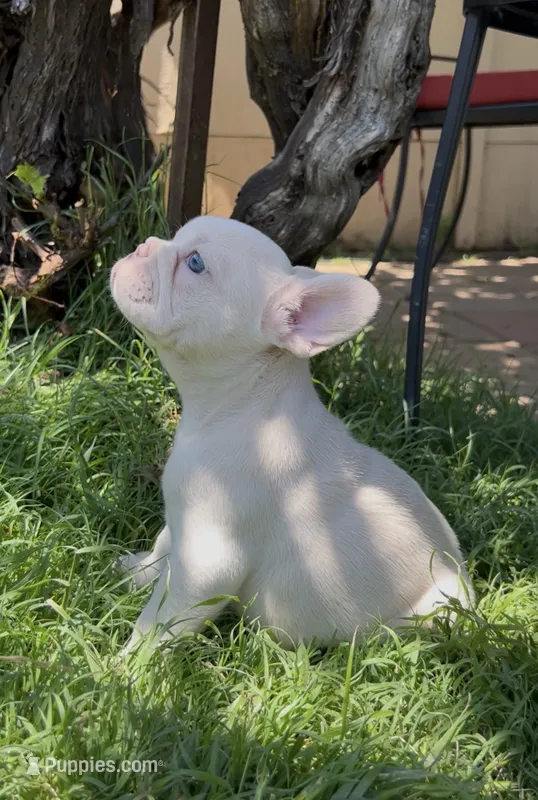 Snowball – French Bulldog puppy for sale in El Dorado Hills, CA