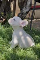 Snowball, a female French Bulldog for sale in El Dorado Hills, CA – 1 of 2