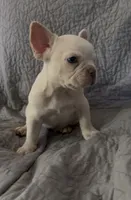 Pierre, a male French Bulldog for sale in El Dorado Hills, CA – 2 of 3