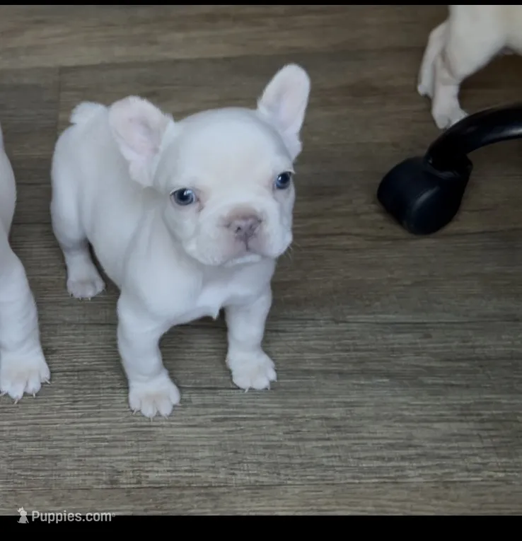 Peewee – French Bulldog puppy for sale in El Dorado Hills, CA