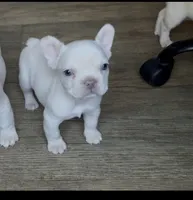 Peewee, a male French Bulldog for sale in El Dorado Hills, CA – 1 of 1
