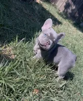 Baby archie, a male French Bulldog for sale in El Dorado Hills, CA – 3 of 4