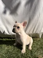 Milo, a male French Bulldog for sale in El Dorado Hills, CA – 2 of 3